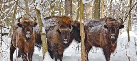 Bison-National-Park-Poland