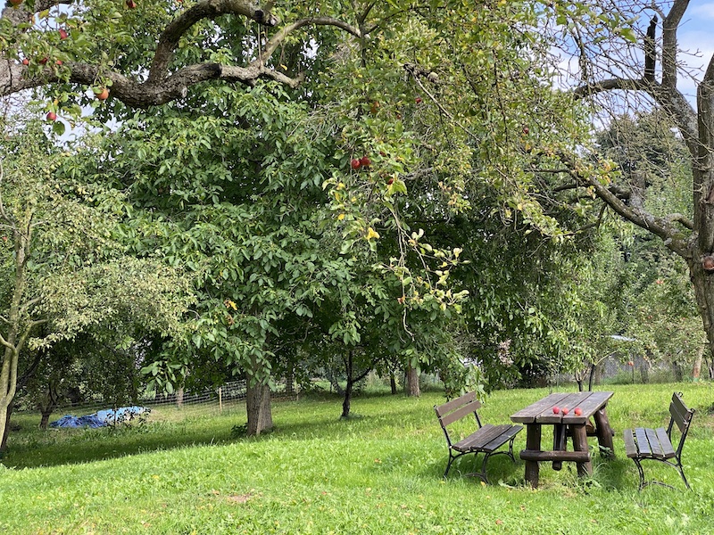 apples-in-poland.jpg
