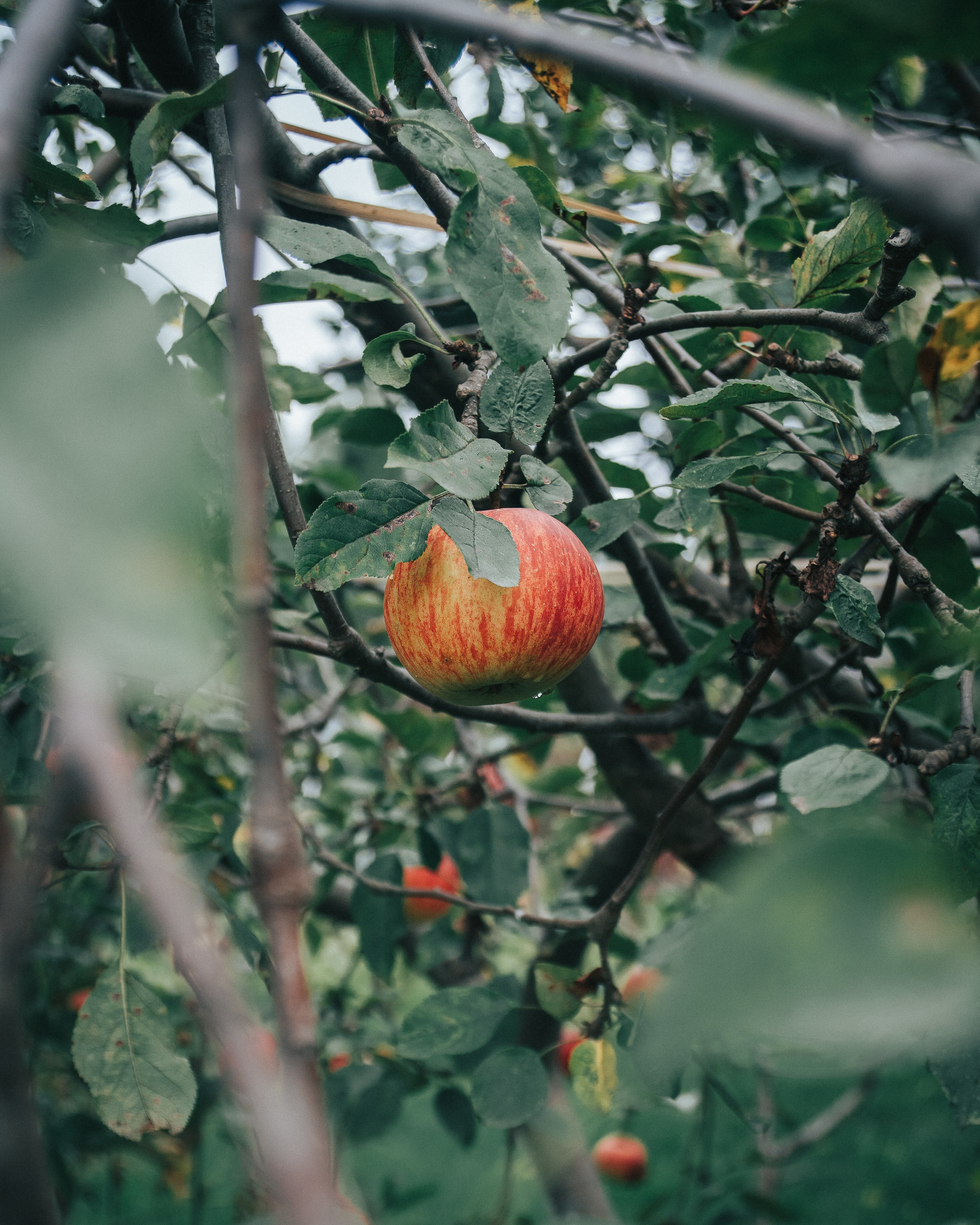 poland-autumn-apples.jpg