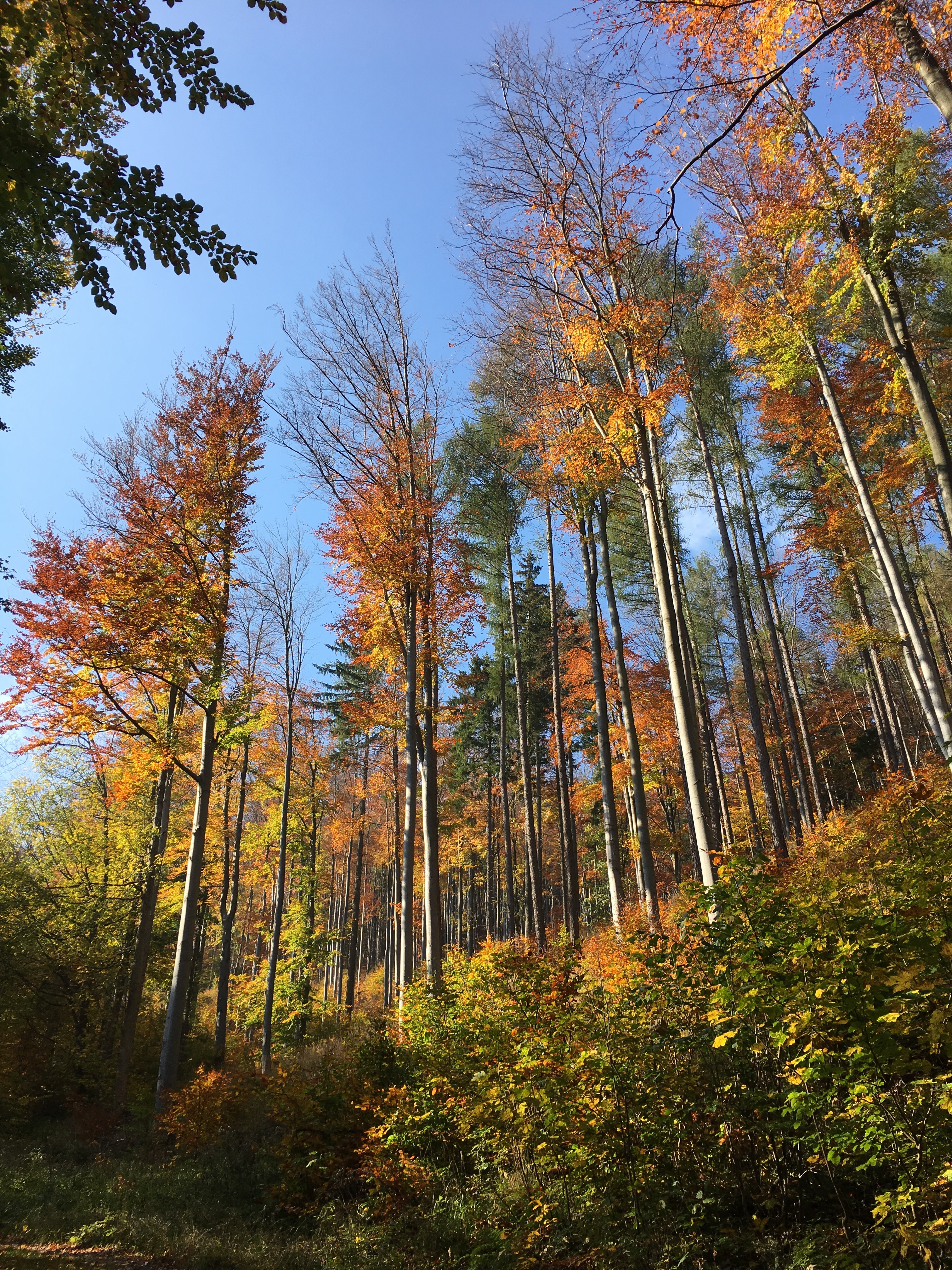 walbrzych-forest.jpg
