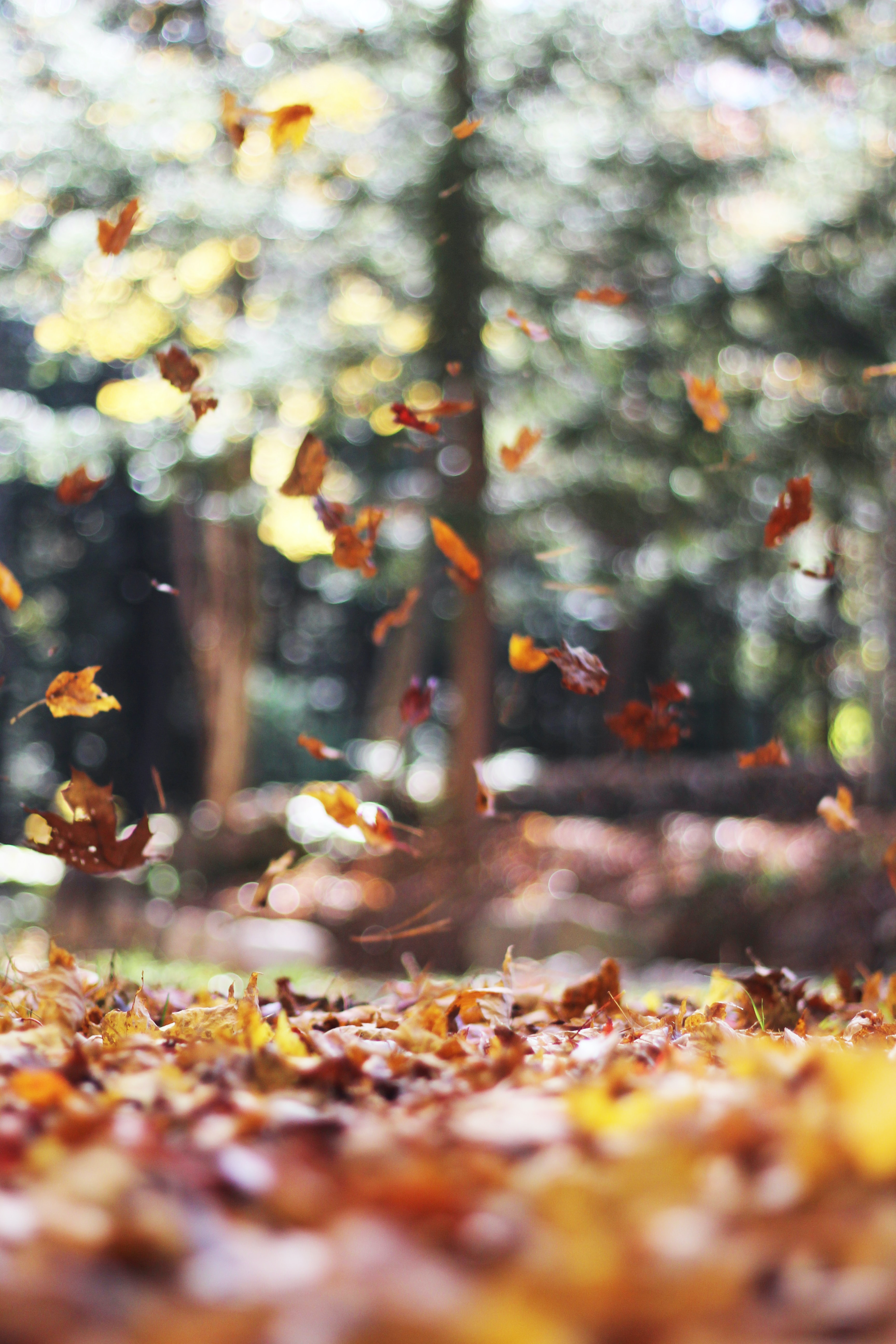 poland-autumn.jpg