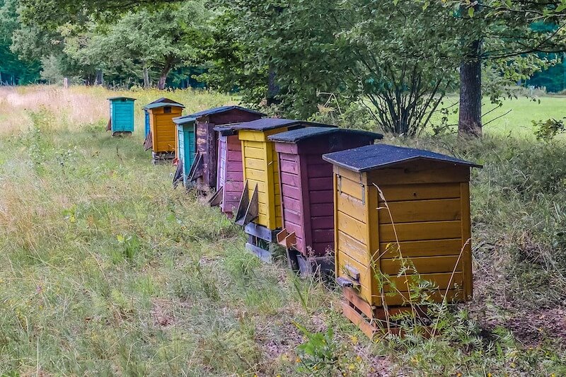 honey-in-poland-apiary.jpg
