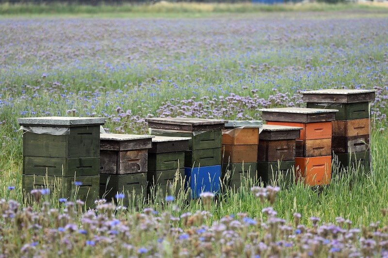 honey-in-poland-beekeeping.jpg