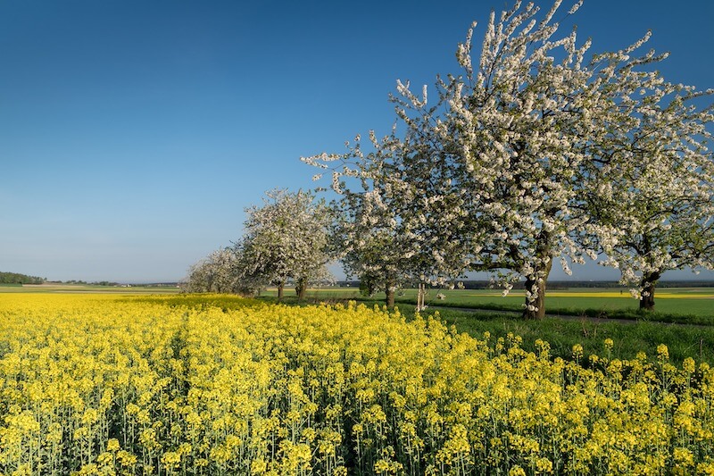 honey-in-poland-flowers.jpg