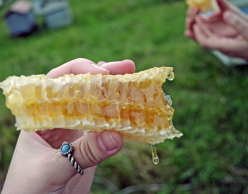 honey-in-poland-honeycomb.jpg