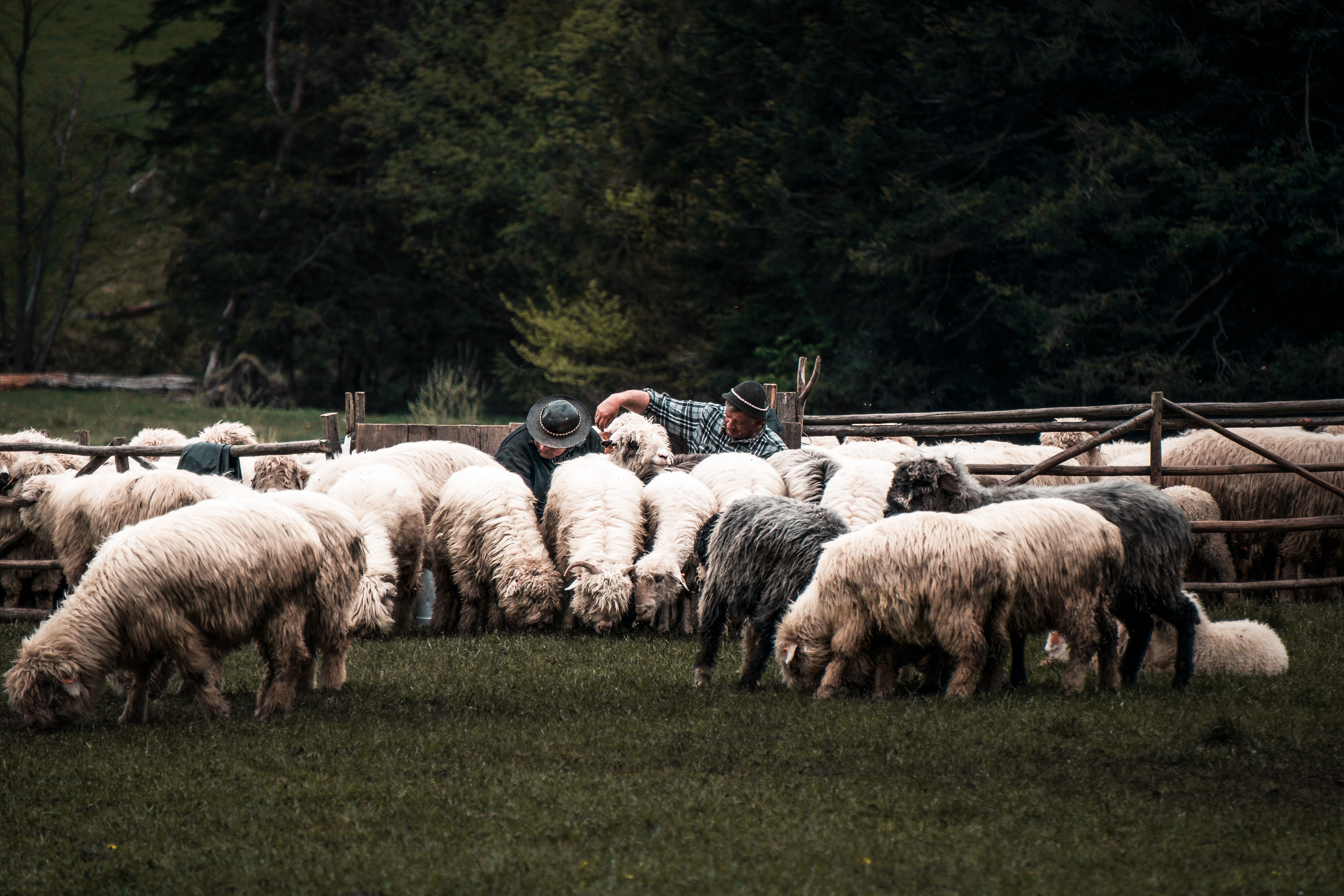 zakopane-shepherds.jpg