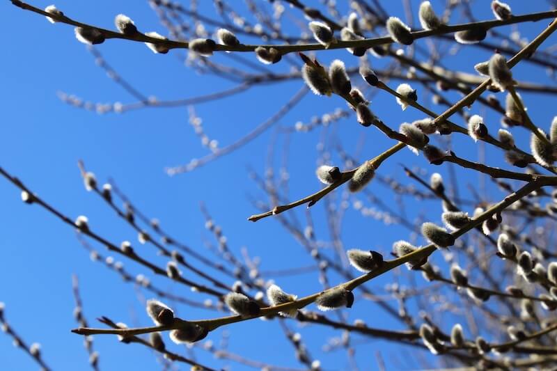 Easter-Poland-Pussy-Willow.jpg