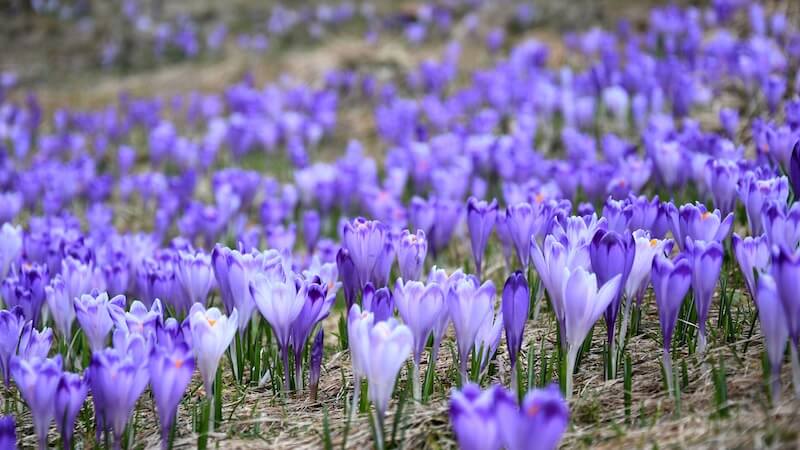 poland-spring-crocus.jpg