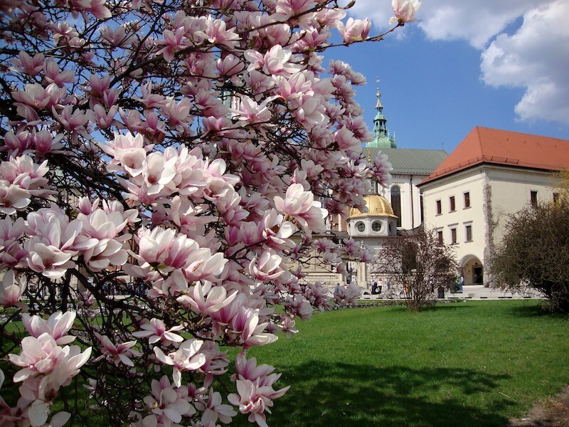 poland-spring-krakow-flowers.jpg