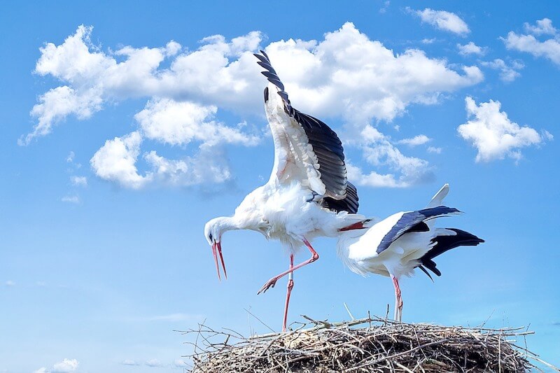 poland-spring-stork.jpg