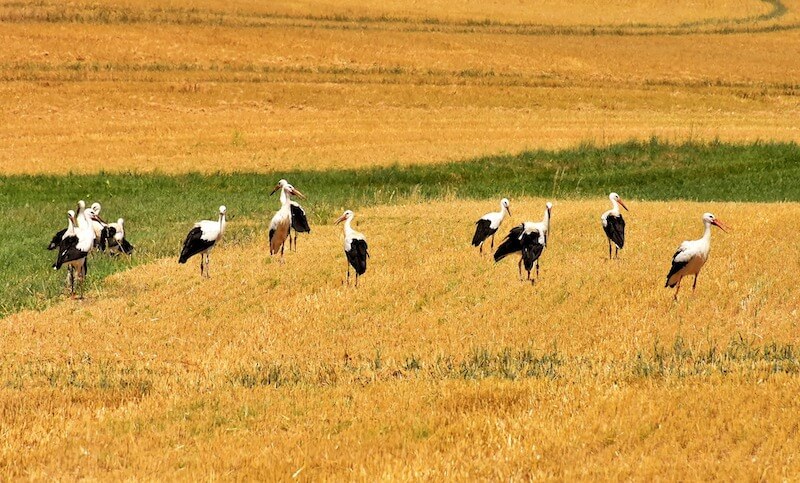 poland-spring-storks.jpg